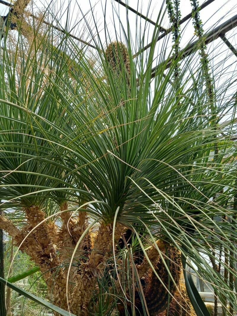 Flaschenbaum 2