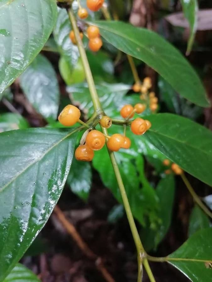 Psychotria