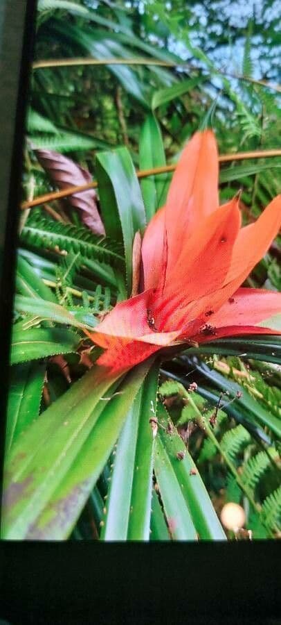 Freycinetia 18