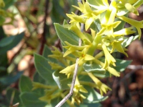 Thymelaea sanamunda