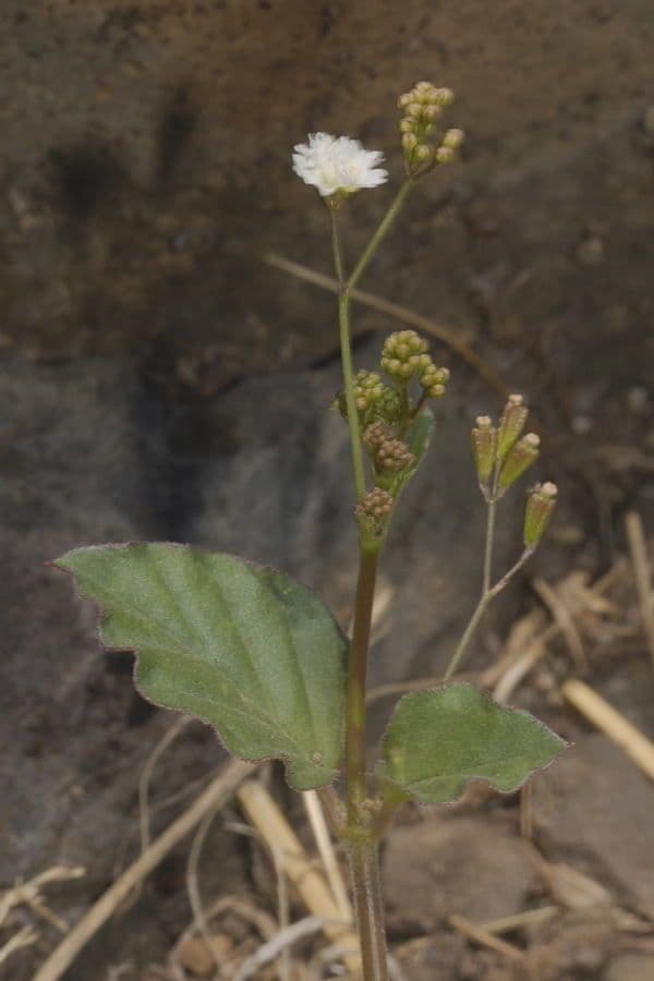 Boerhavia erecta 13