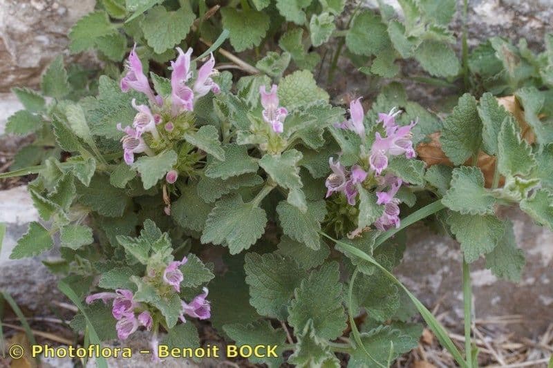 Lamium 6
