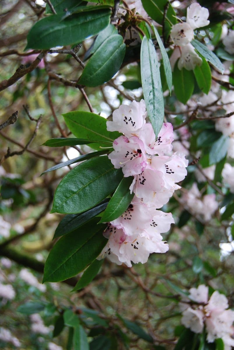 Rododendro 5