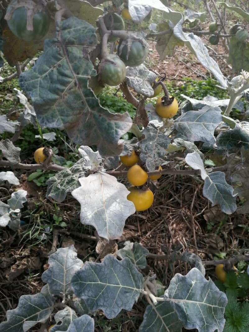 Solanum marginatum 4