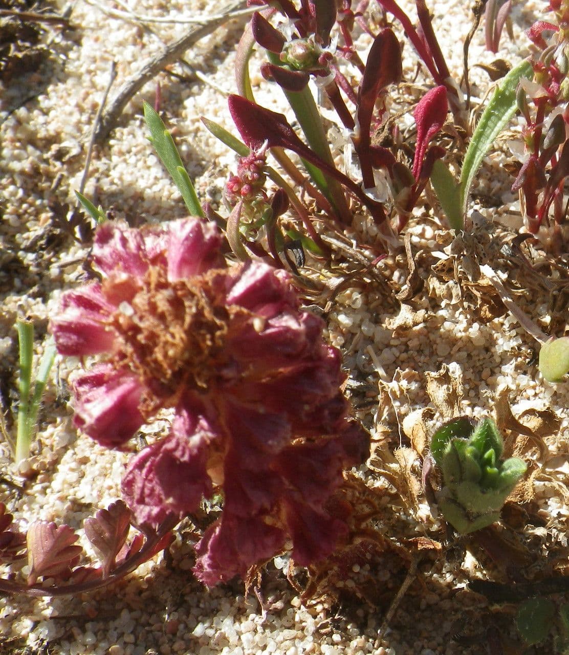 Orobanche sanguigna 11