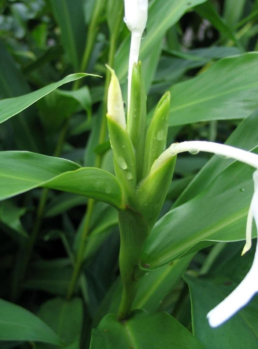 Hedychium coronarium 22