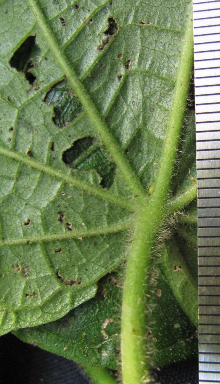 Malvaviscus 3