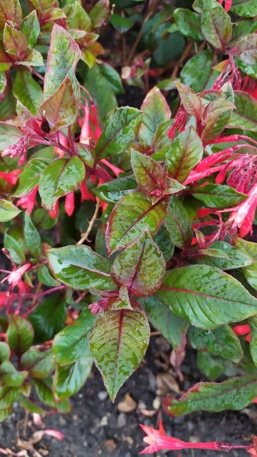 Fuchsien 16