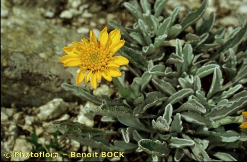 Senecio 20