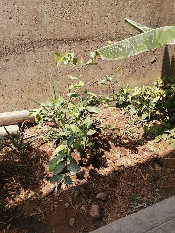 Erythrococca 6