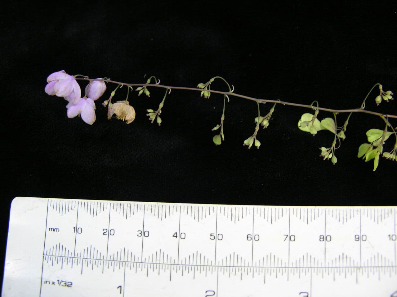 Aquilegia celidonioide 5