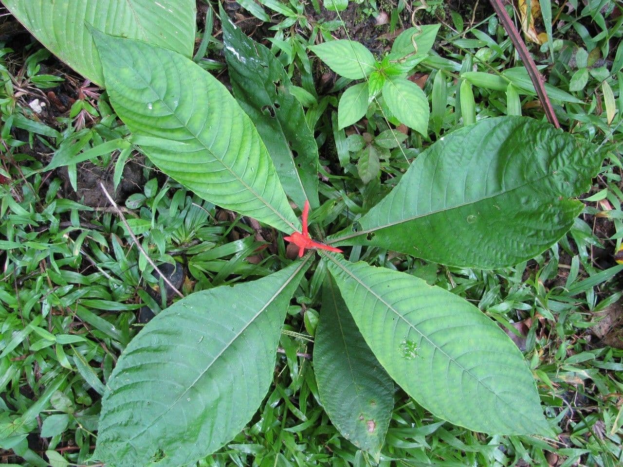 Aphelandra 5