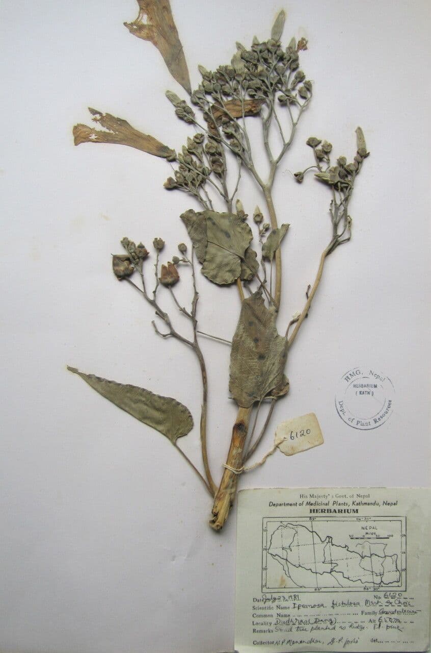 Ipomea carnosa 24