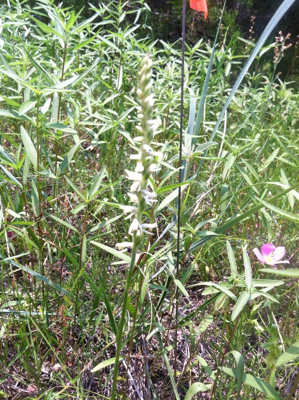 Spiranthes cernua 10