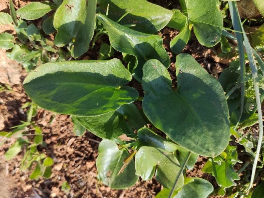 Arisarum 18