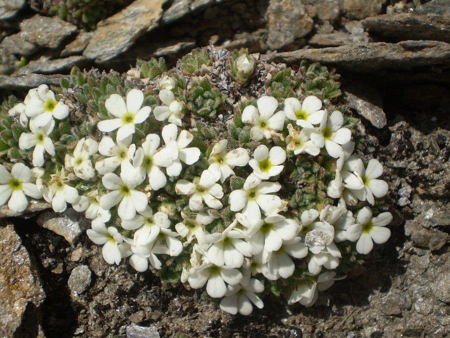 Androsace pubescente 6