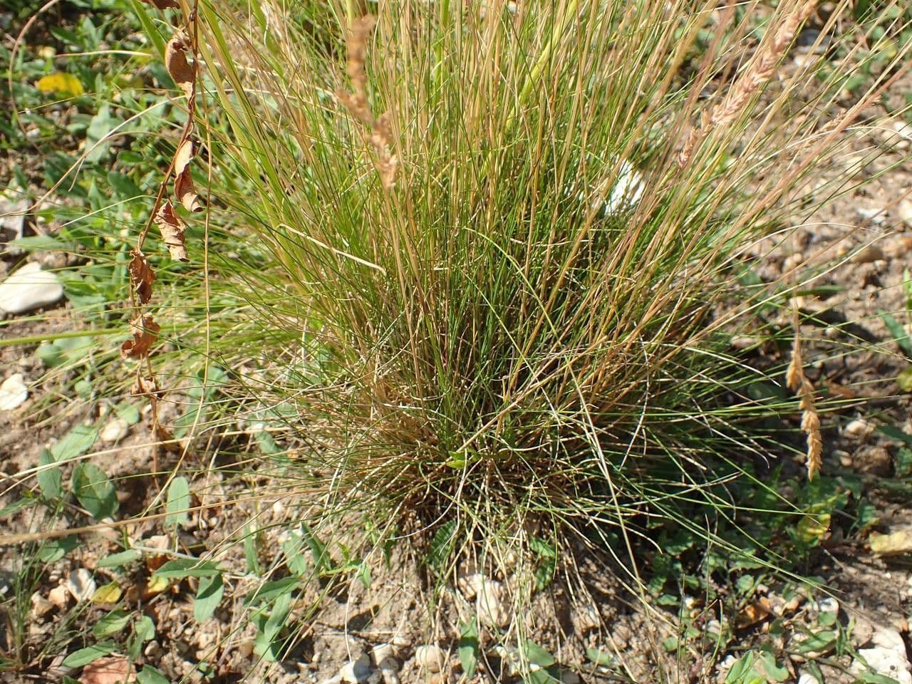 Festuca filiforme 10
