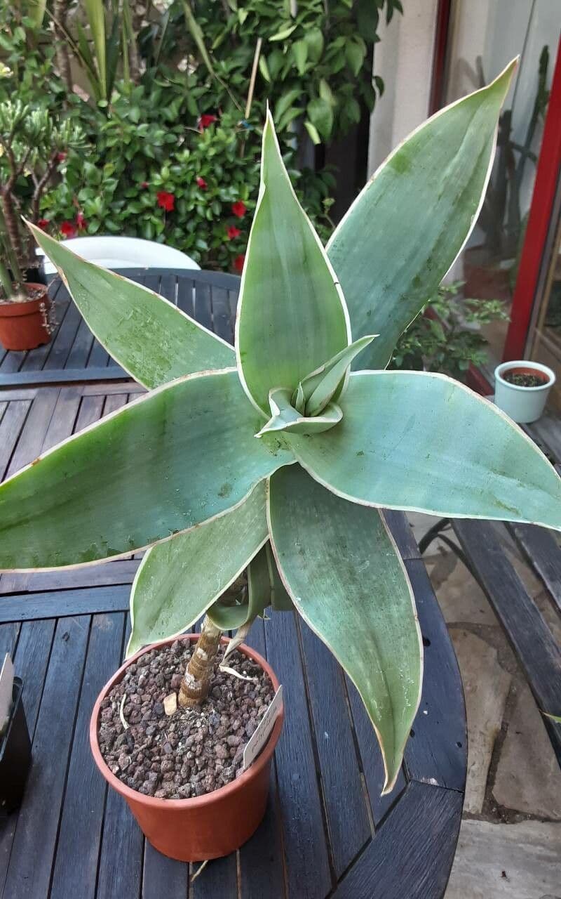 Aloe striata 18