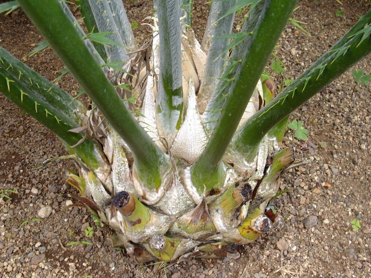 Kongo-Riesen-Palmfarn 4