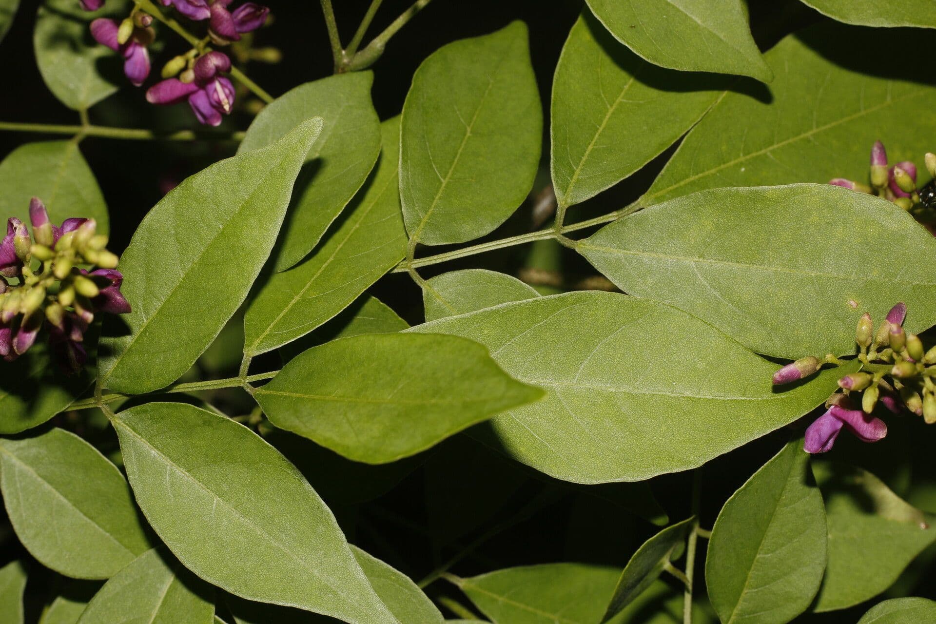 Lonchocarpus 8