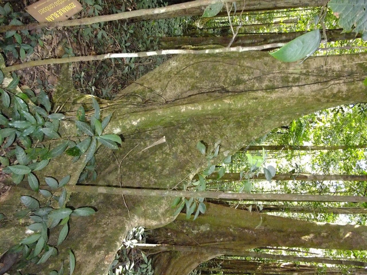 Swartzia