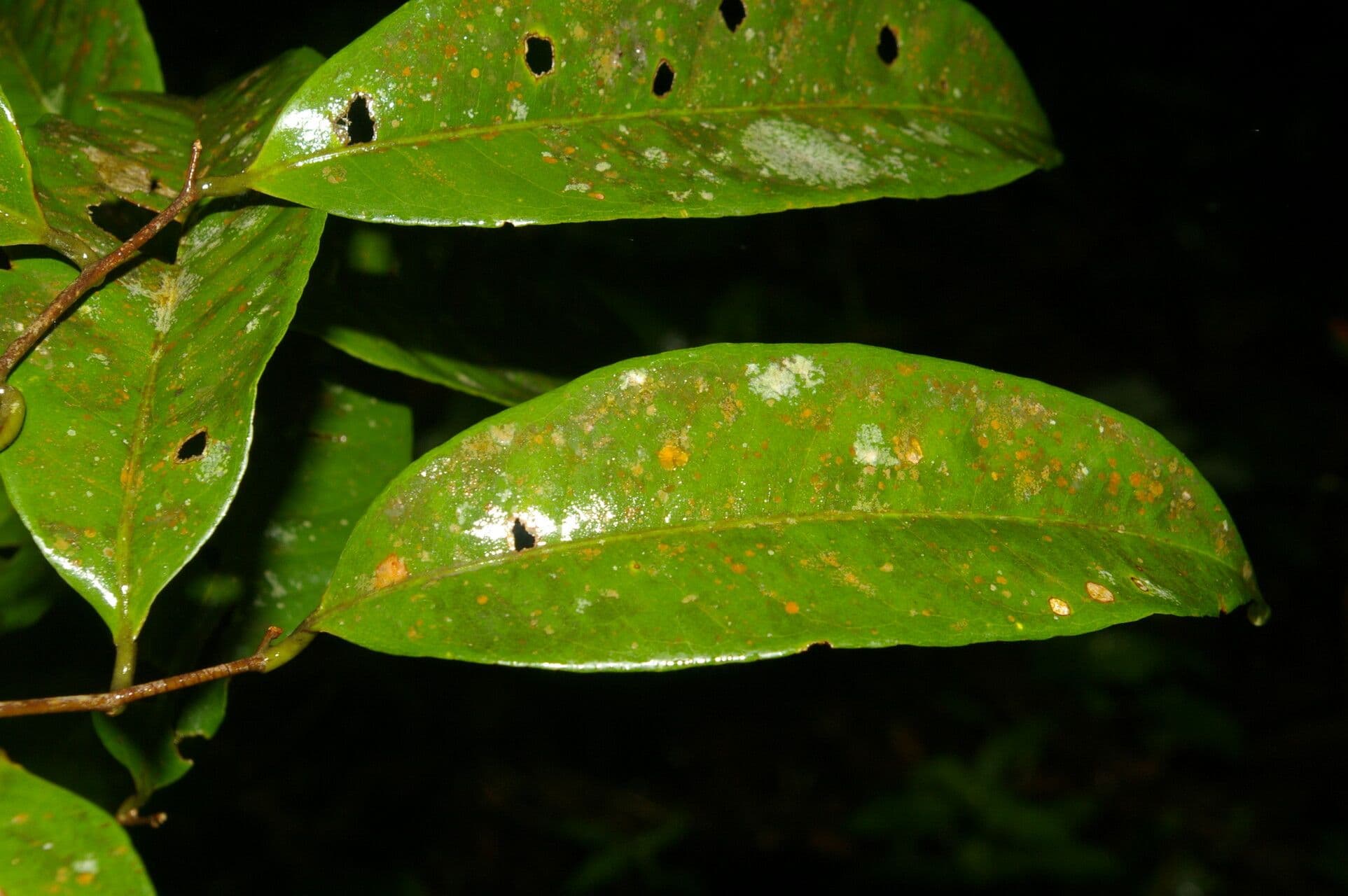 Eschweilera 8