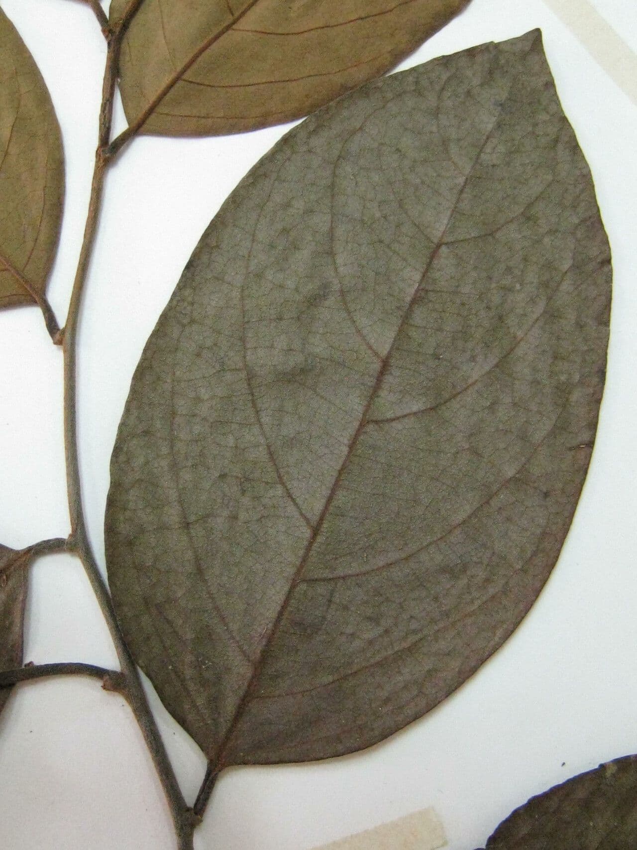 Annona 2