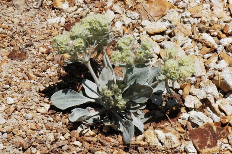 Granit-Polygonum 6
