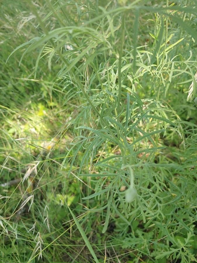 Ratibida columnifera 13