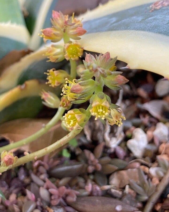 Lenophyllum