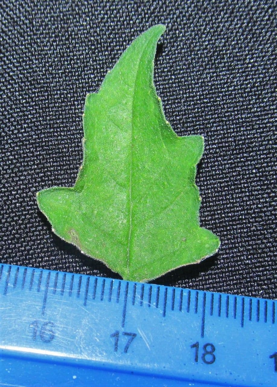 Mentzelia aspra 17