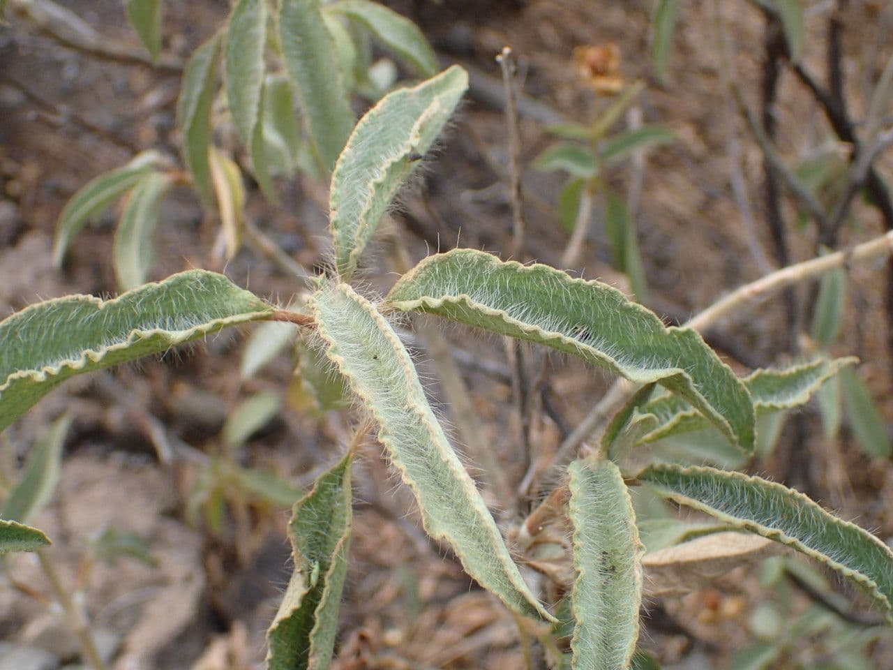 Cistus 11