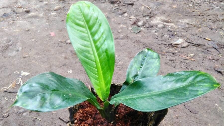 Dieffenbachia 5