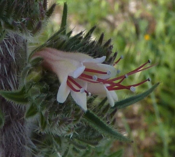 Echium 6
