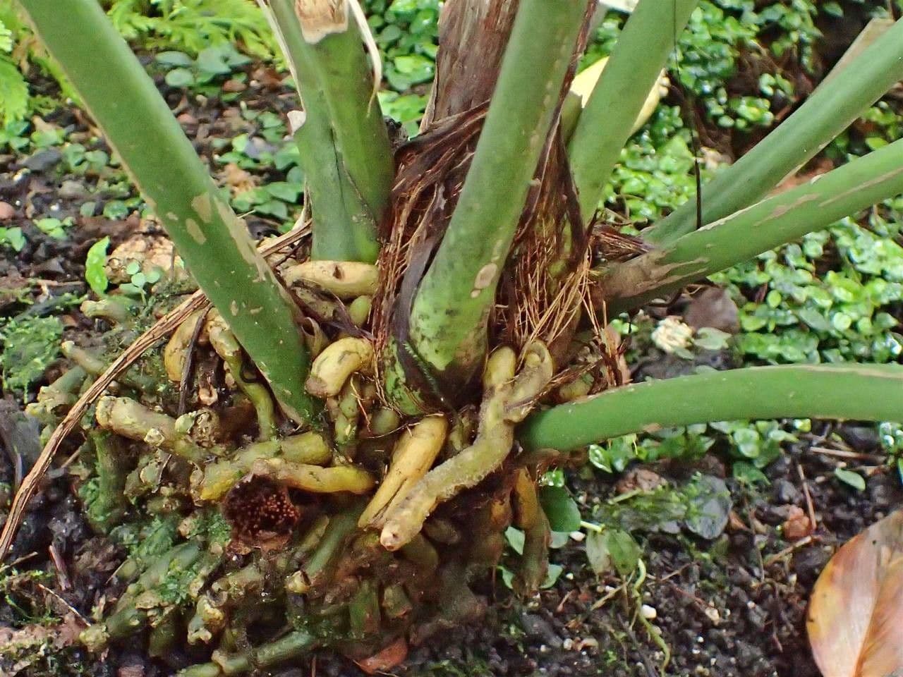 Anthurium 5