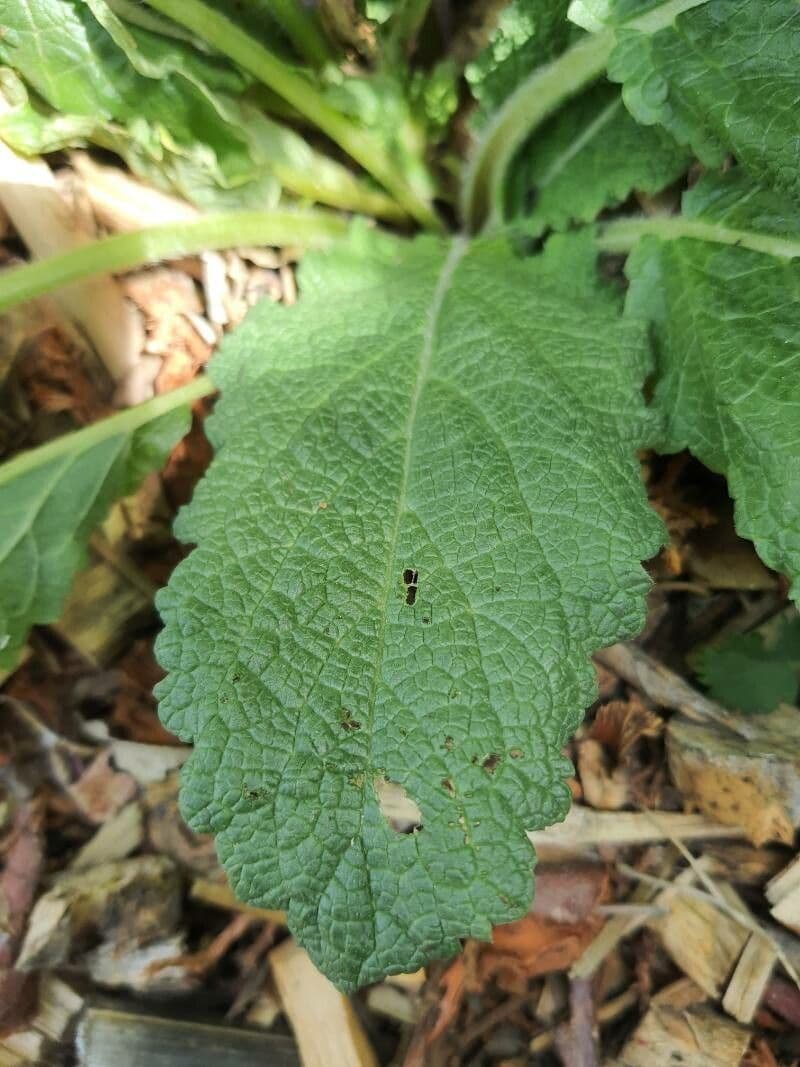 Salvia 9