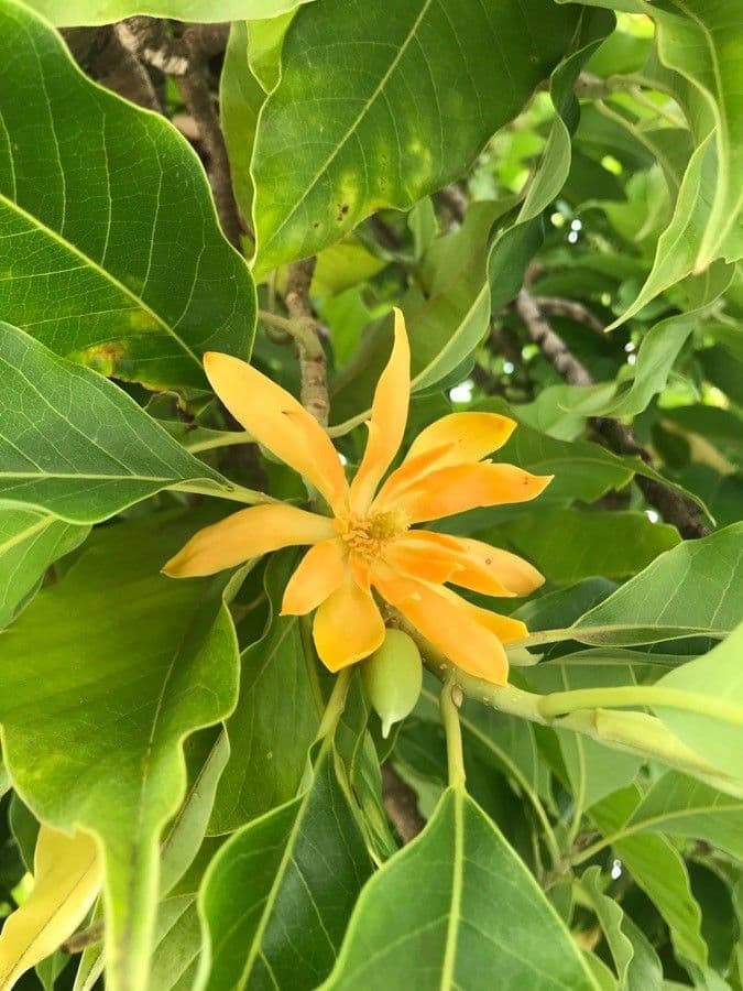 Magnolia champaca 7