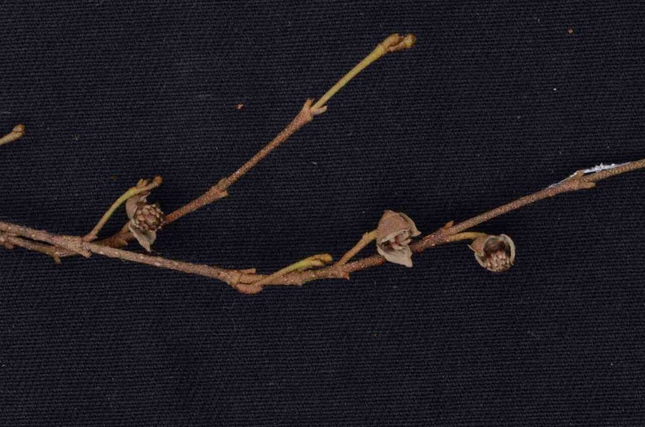 Duguetia