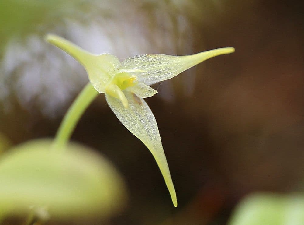 Bulbophyllum 7