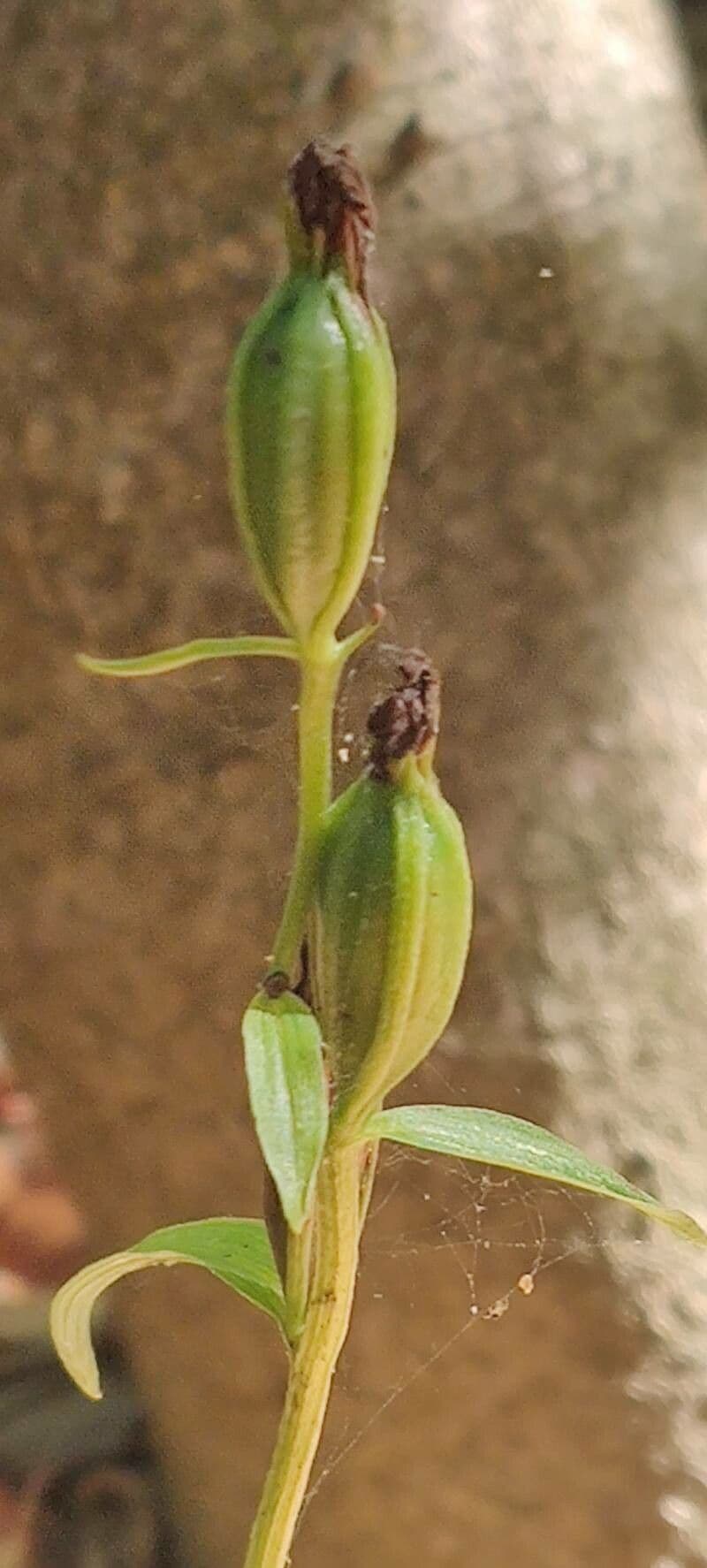 Cefalantera pallida 2