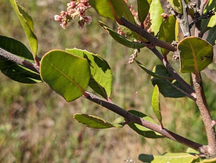 Sumac citronový 12
