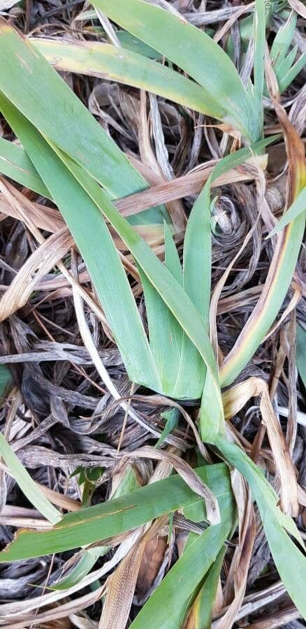 Zwerg-Schwertlilie 13