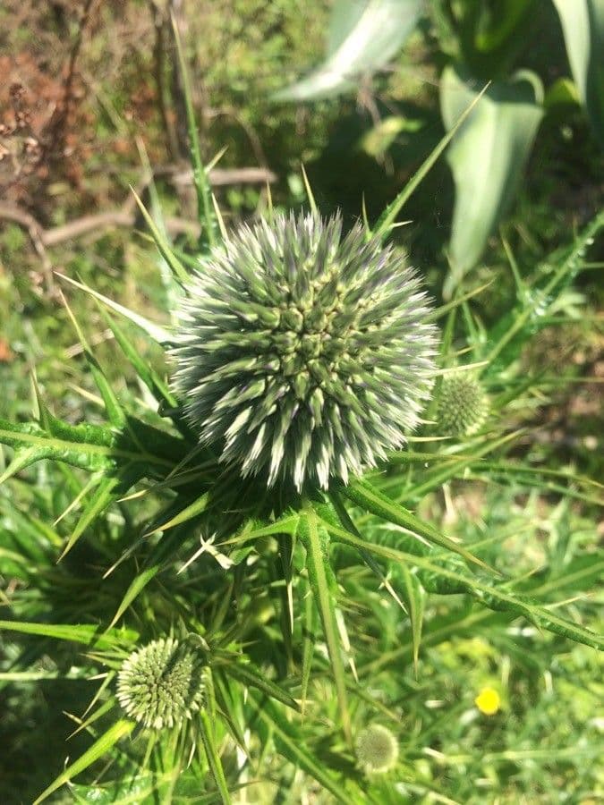 Echinops spinosissimus 5
