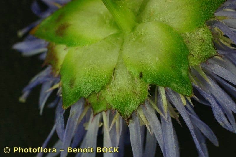 Jasione 4