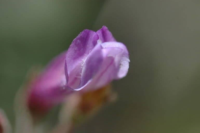 Penstemon 3