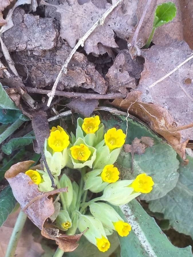 Primavera 6