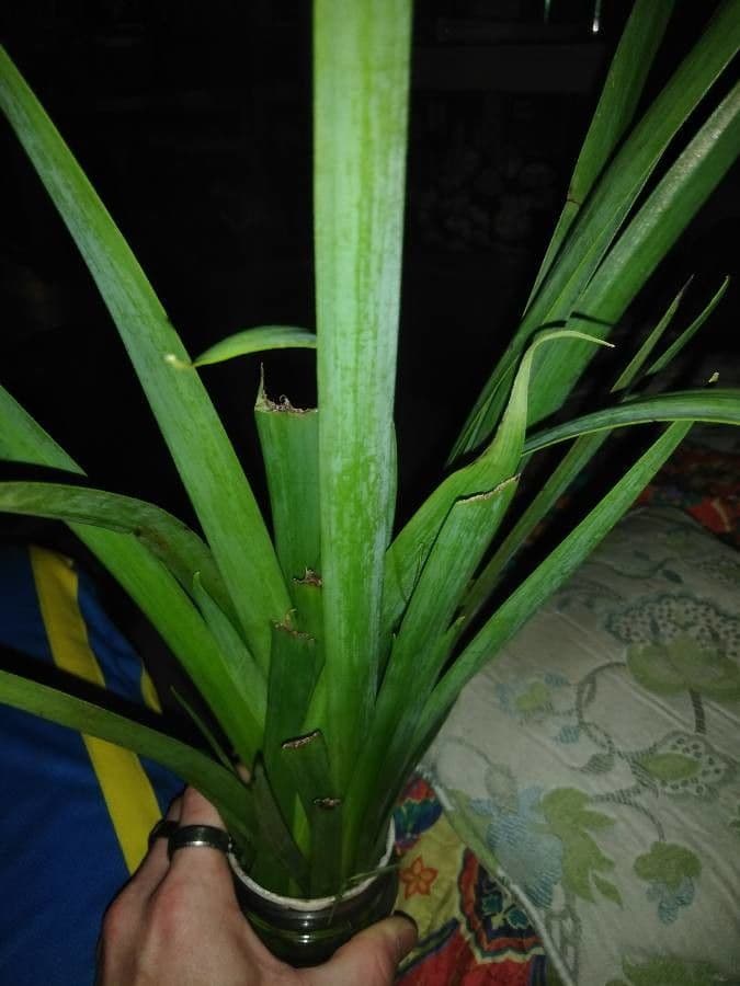 Iris di Douglas 16