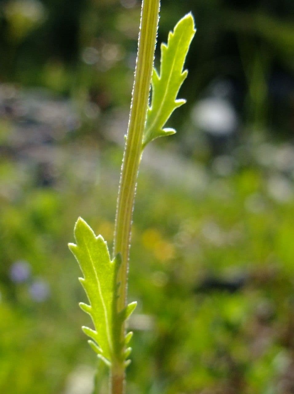 Achillea erba-rotta 13