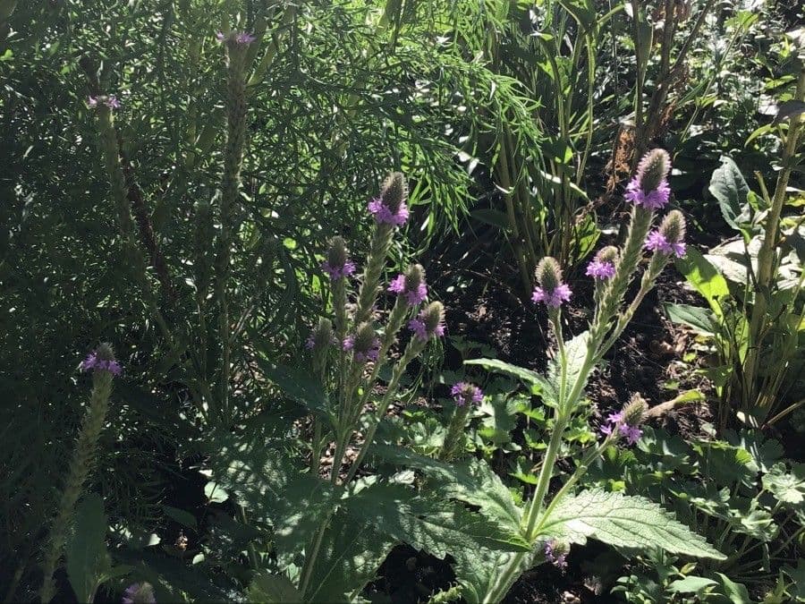 Verbena