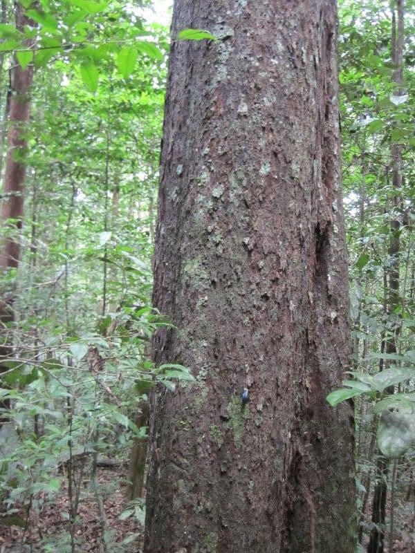 Glycydendron 6